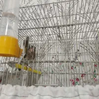 جوجه سهره قناری ابلغ معاوضه با جوجه سهره