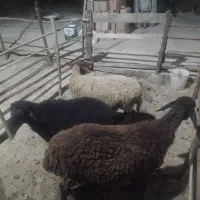 گوسفند داشتی قیمت مناسب