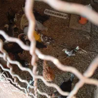 جوجه|پرنده|رفسنجان, |دیوار