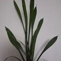 گل آپارتمانی زیبا