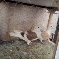 نروماده گراف عتیغه