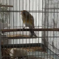 سهره قناری خوش خوان