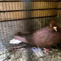 کفتر گلی دم سفیدزاغ دم سفیدطوقی معاوضه باجوجه سهره