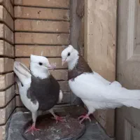 کفتر طوقی کاکلی پاک جفتی