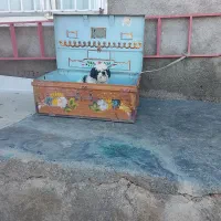 سگ پاکوتاه