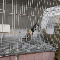 جفت پرنده طوطی عروس مولد