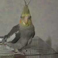 عروس معاوضه