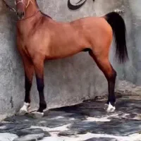 اسب رهشور