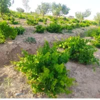 باغ انگور روستای طرمزد