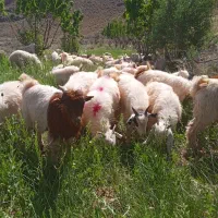 کره رگایی|حیوانات مزرعه|ماهان, |دیوار
