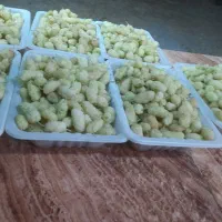 باغ توت رضا  از همه باغ توت ها ارزون تر
