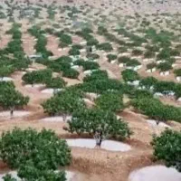 فروش زمین کشاورزی