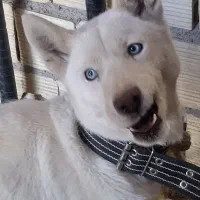 فروش سگ هاسگی