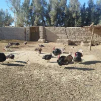 فروشی|حیوانات مزرعه|زابل, |دیوار