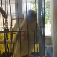 پرنده عروس هلندی ،‌9ماهه . به اسم چیکو