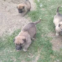 توله سگ پژدر ماده اصل