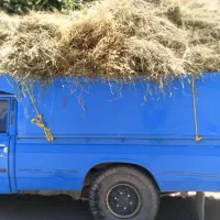 علف ویونجه