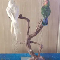تندیس واقعی