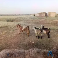 بز و بیگ|حیوانات مزرعه|دزفول, |دیوار