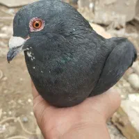 کفتر|پرنده|زرین دشت (فارس), |دیوار