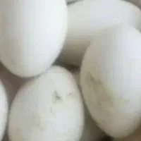 تخم غاز