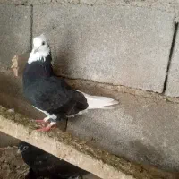 سه عدد کبوتر  همه باهم ۴۰۰