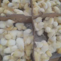 جوجه گوشتی تحویل امروز