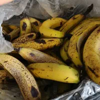 موز برای  شیرموز
