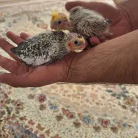 دوتا عروس هلندی