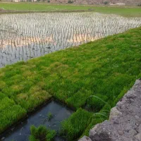 سینی نشا برنج