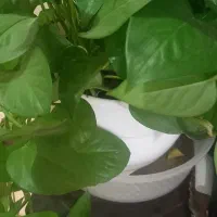 خدمات منزل انجام میدم .