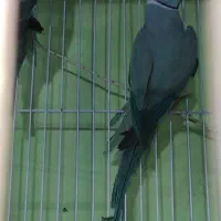 طوطی ملنگو  ابی جفت مولد