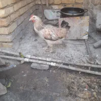 مرغ خانگی
