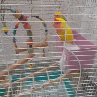 کوتوله برزیلی