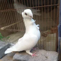 کبوتر