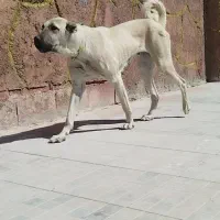 سگ ماده سرابی