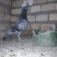 کبوتر پلاکی