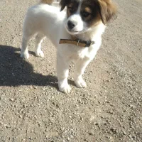 واگذاری  سگ شیتزو