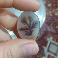 سلام 4عدد شجر بفروش میرسد