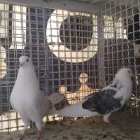 فروش فوری کفتر اس