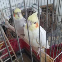 فروش عروس هلندی ماده همراه یک بچه