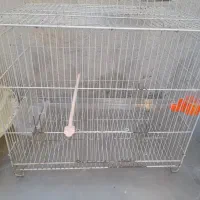 قفس پرنده