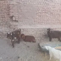 بز اسحاق