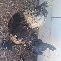 مرغ و خروس