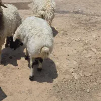 شوش