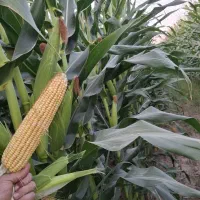یونجه.ذرت علوفه