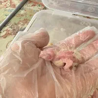 مولد لوتینو همراه با جوجه