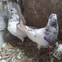 کبوتر