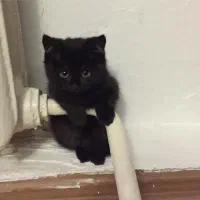 گربه اسکاتیش مشکی