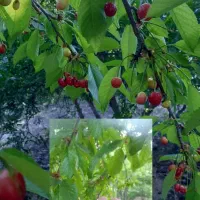 تخصص مشاوره  تغذیه کشاورزی